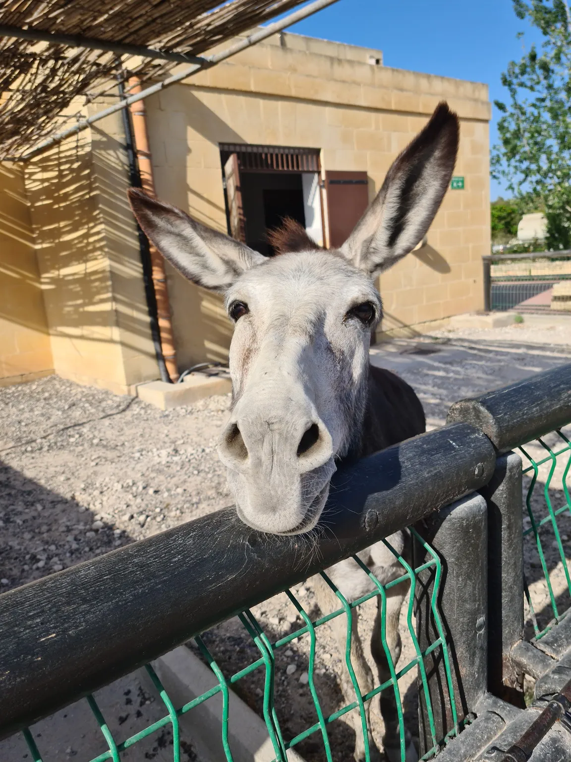 Ta Qali Petting Farm