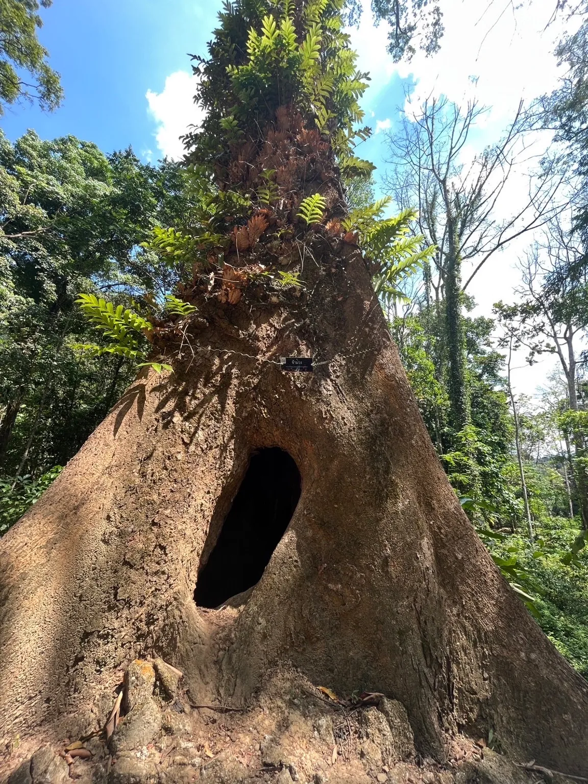 Khao Phanom Bencha National Park