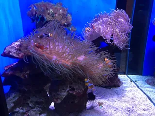 German Oceanographic Museum