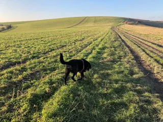Lancing Ring