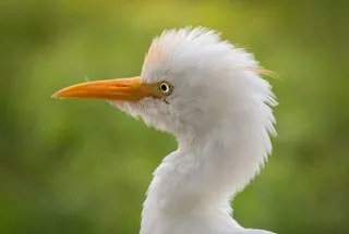 Wasit Wetland Centre