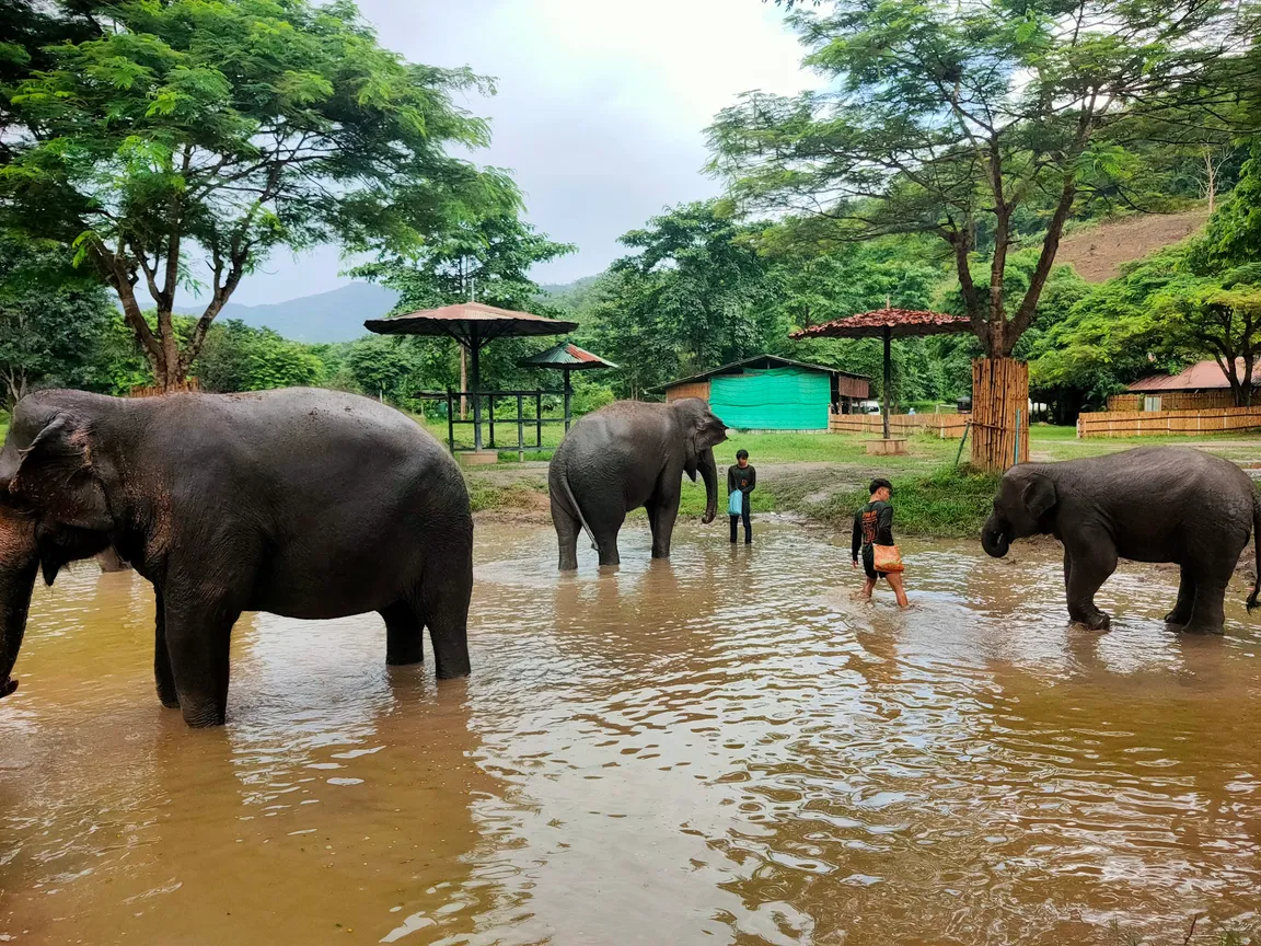 Elephant Jungle Sanctury