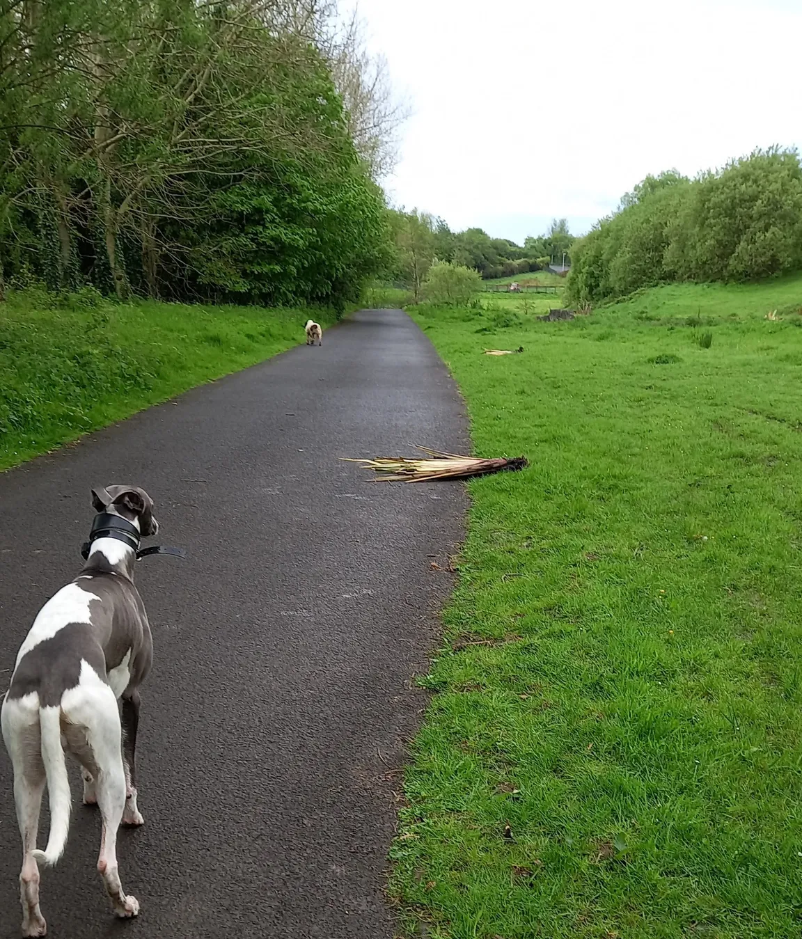 Ballyarnett Country Park