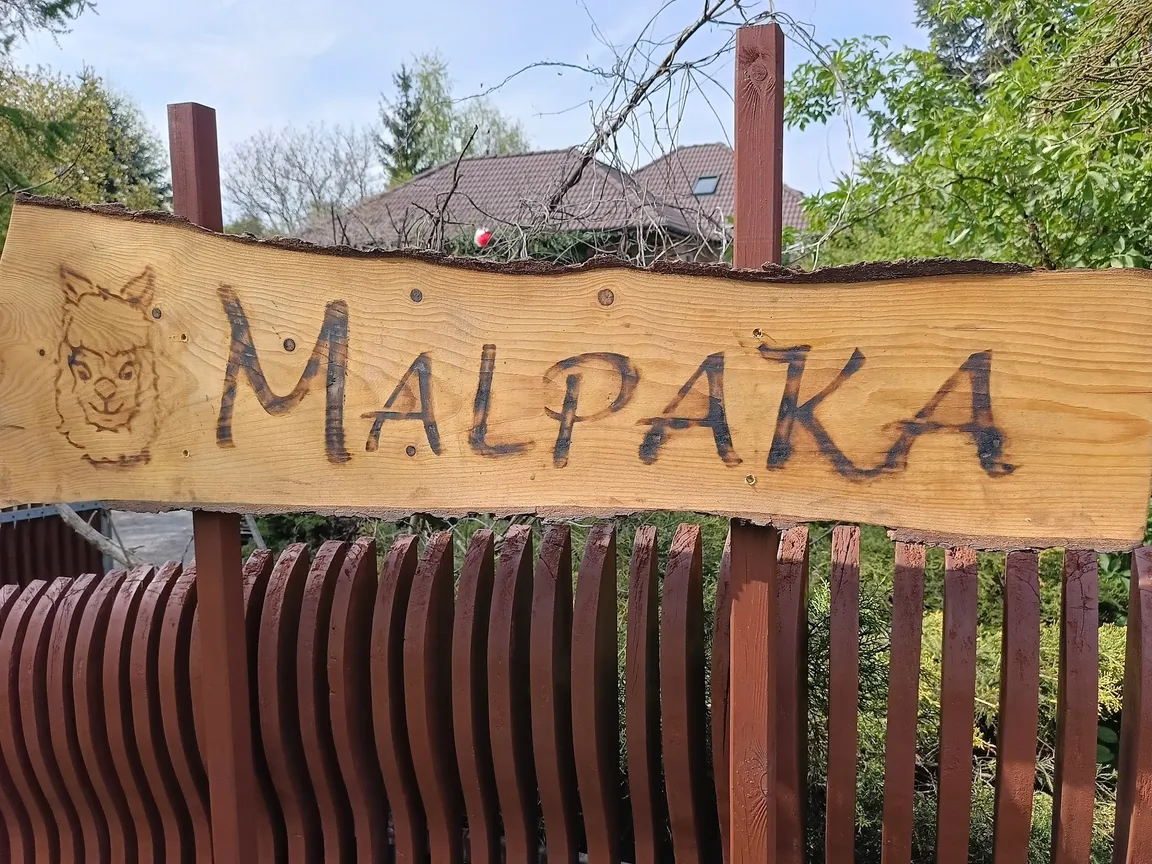 Agroturystyka Malpaka - alpakoterapia, spacery z alpakami