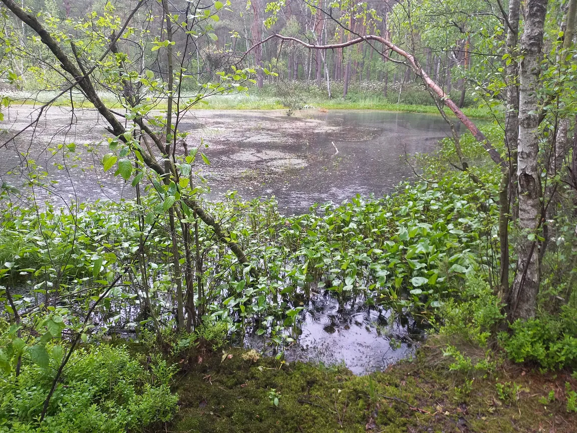 Poleski Park Narodowy
