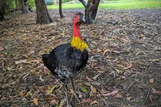 Lane Cove National Park