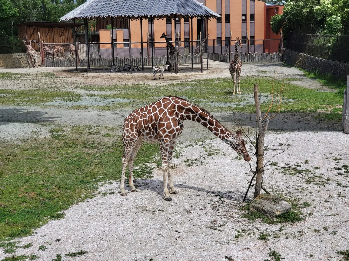 Dvůr Králové Zoo