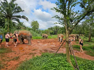 Krabi Elephant HOUSE Sanctuary