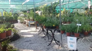New Roots Nursery