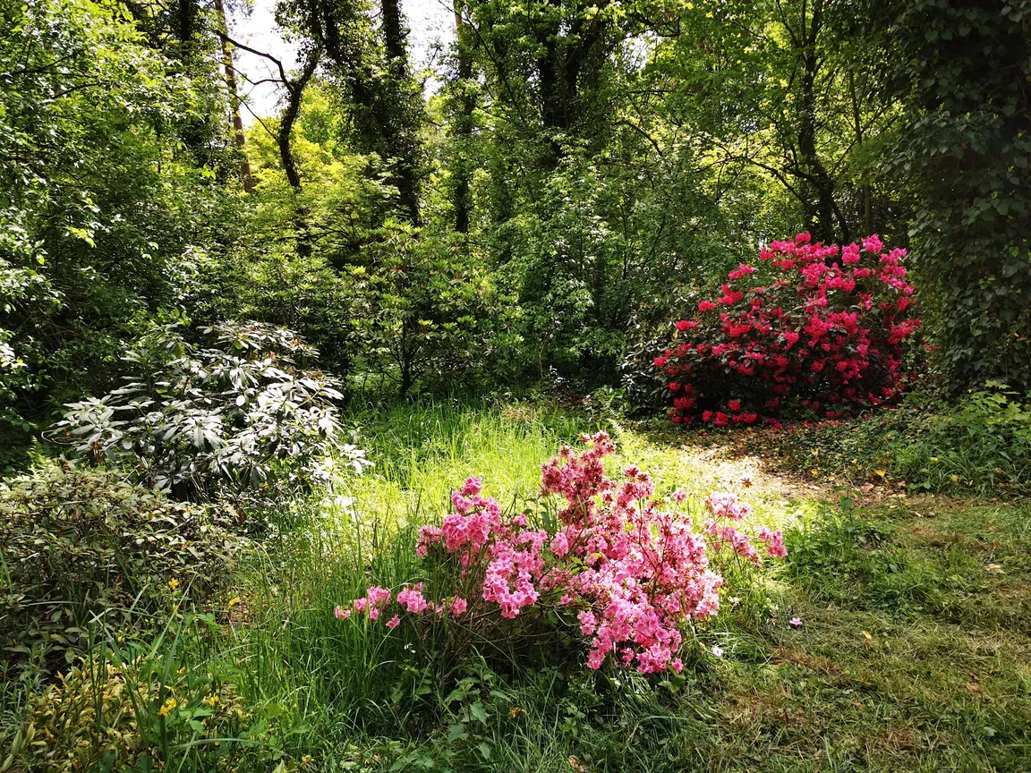 Arboretum SGGW w Rogowie