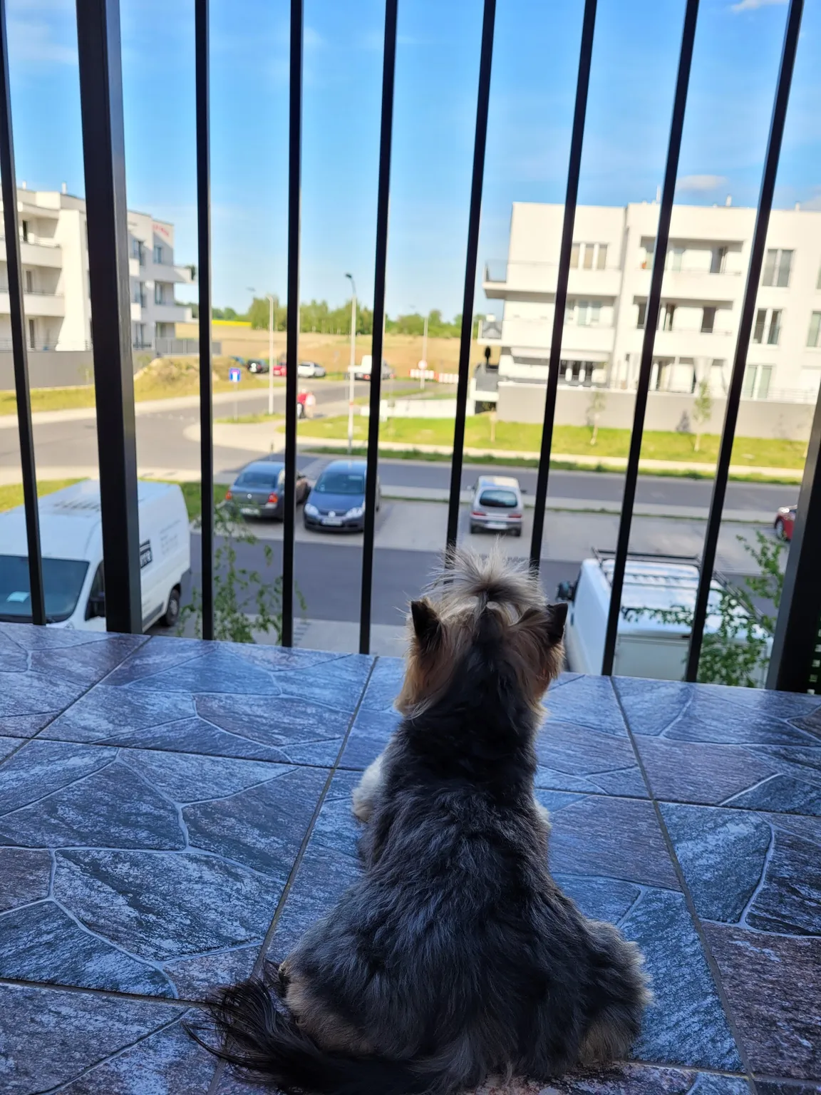 KRAUZE Profesjonalna pielęgnacja psów