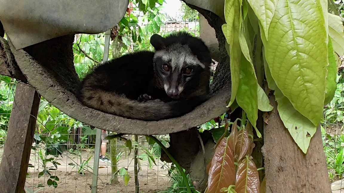 Petani Bali Luwak coffee