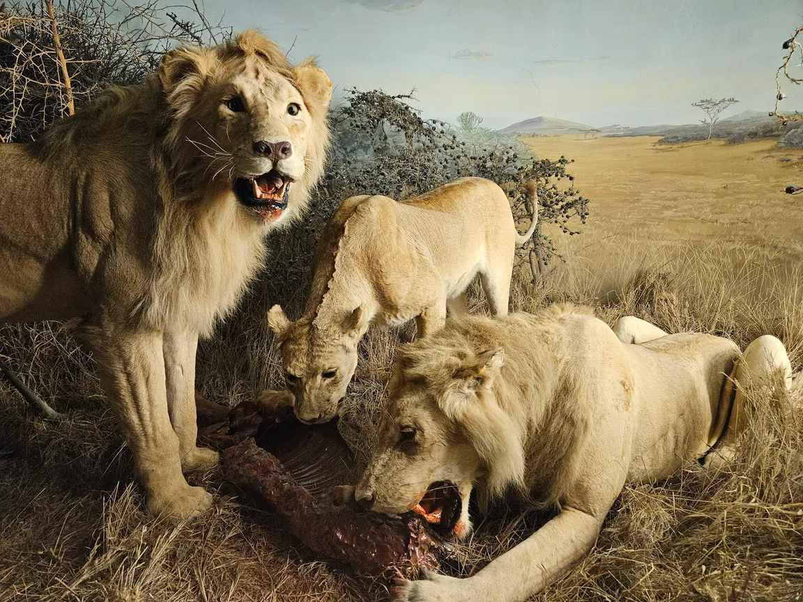 Naturhistorisk Museum Aarhus