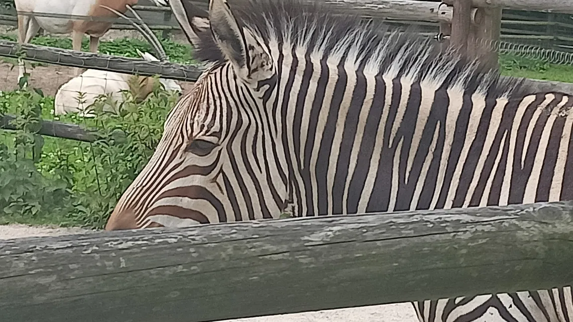 MIEJSKI OGRÓD ZOOLOGICZNY W PŁOCKU Sp. z o.o.