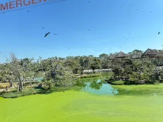 Hippocampus pond