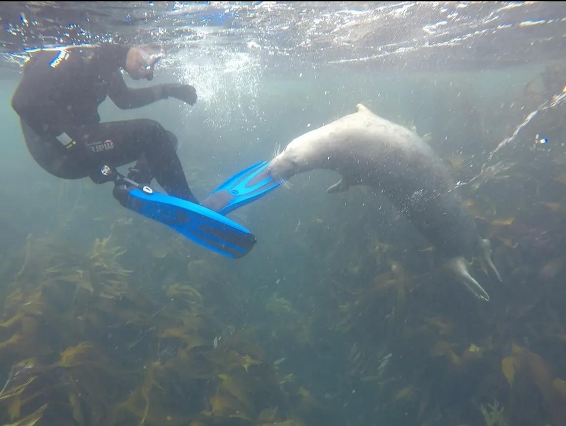 Seal Snorkelling Adventures