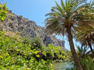 Preveli Palm Forest