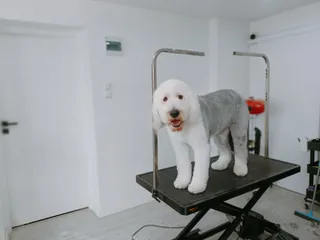 GROOM4DOG Salon pielęgnacji psów i kotów