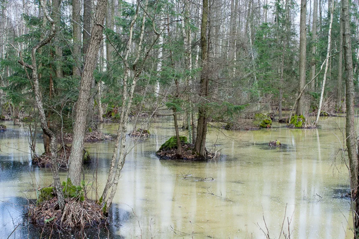 Biebrzański Park Narodowy