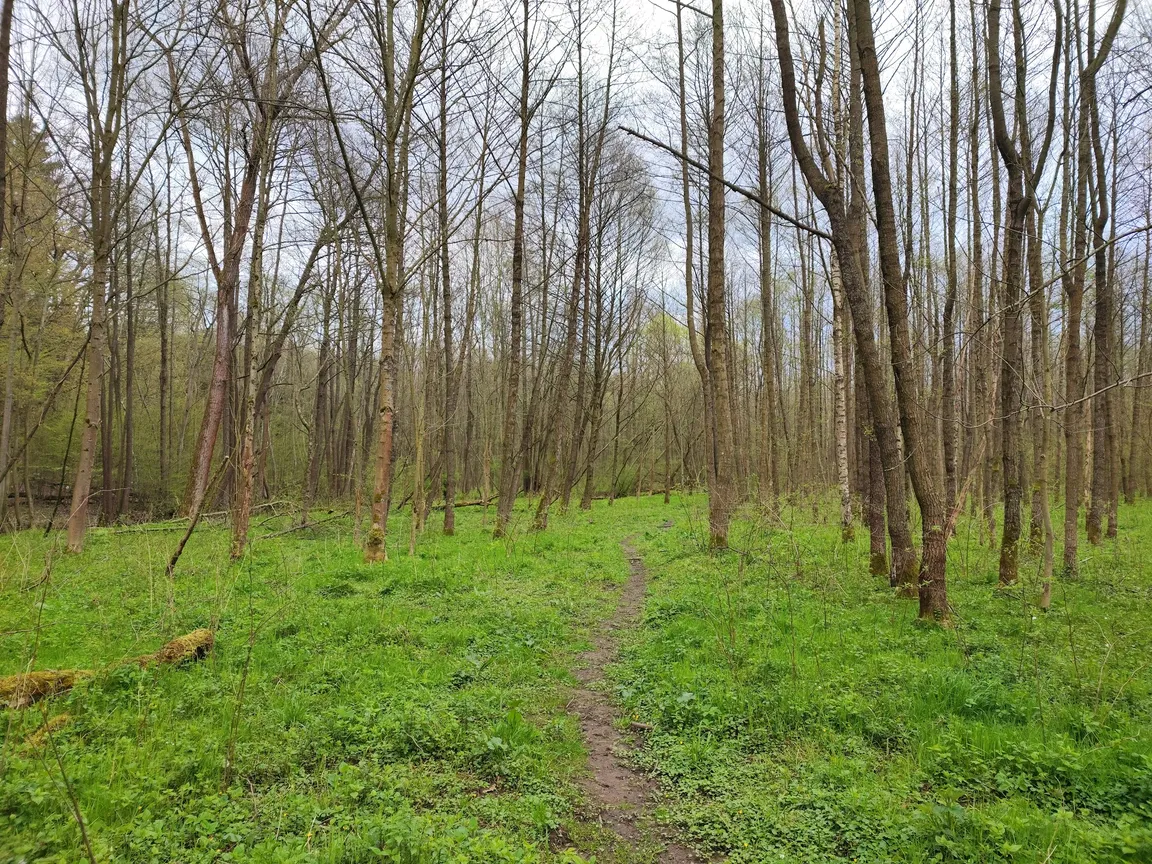 Rezerwat przyrody Wąwóz Siedmicki