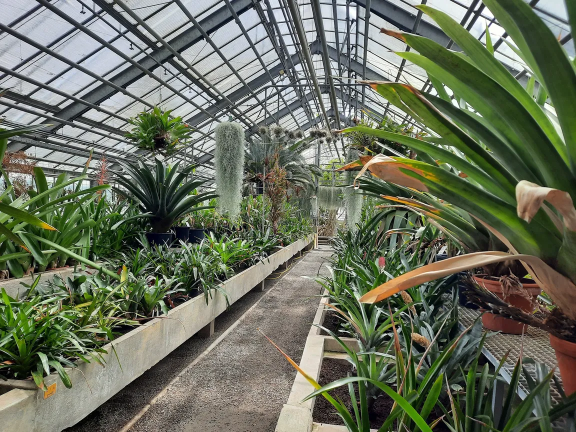 Ogród Botaniczny w Heidelbergu