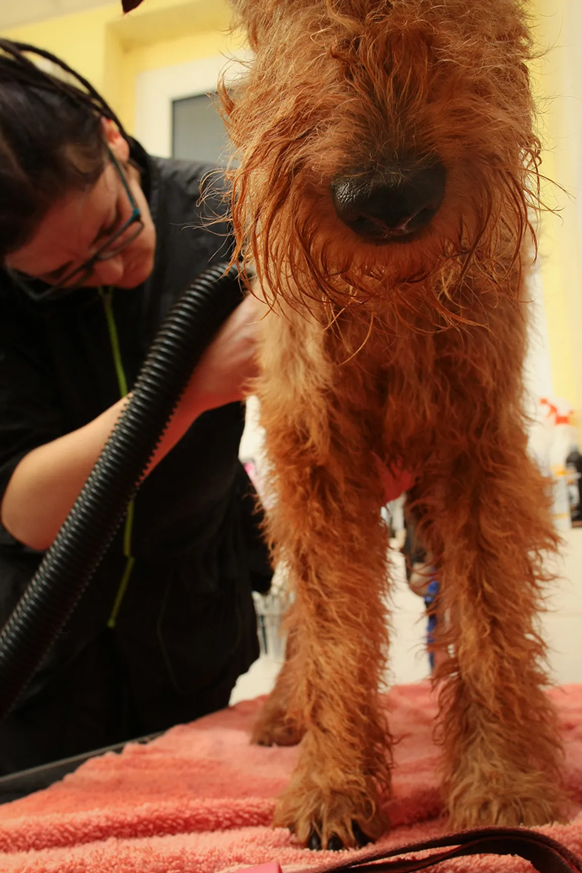 KRAUZE Profesjonalna pielęgnacja psów