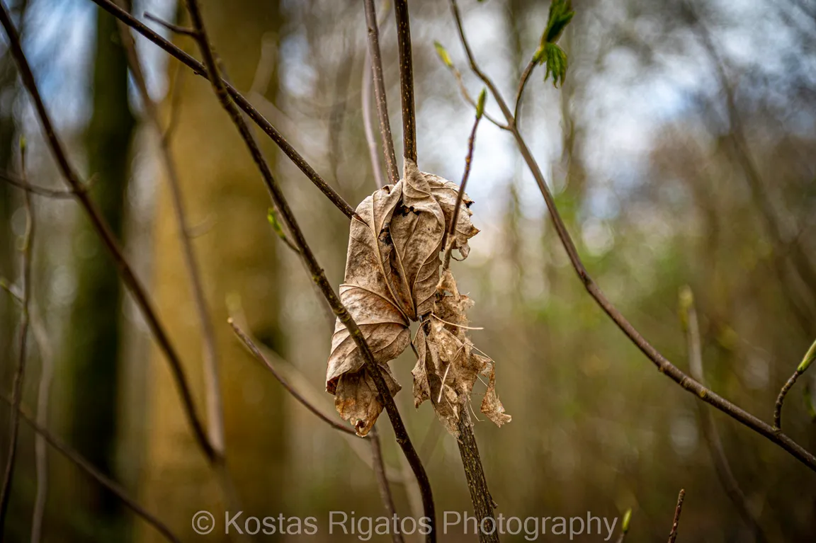 Friston Forest