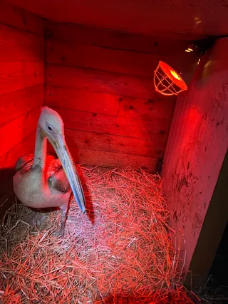 Visul Luanei Wildlife Rehabilitation Center