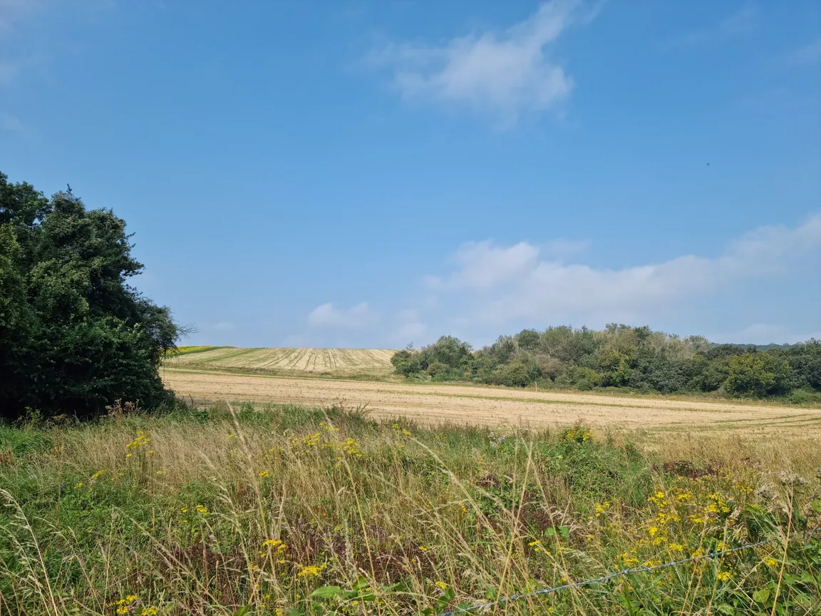 Kingley Vale