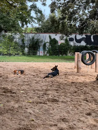 Wybieg dla psów (psia hubka)