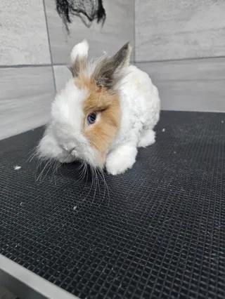ROMUŚ-STYLE Hotel & Grooming