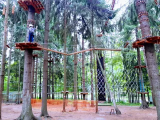 Tree To Tree Репино