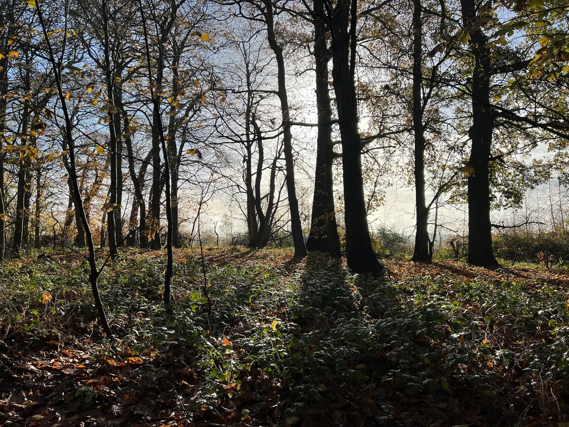 Bisham Woods