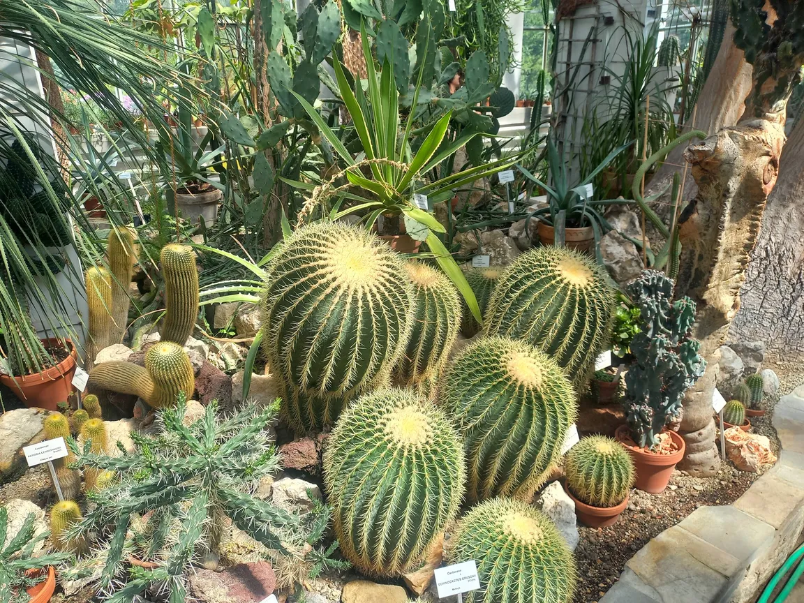 Ogród Botaniczny Uniwersytetu Jagiellońskiego