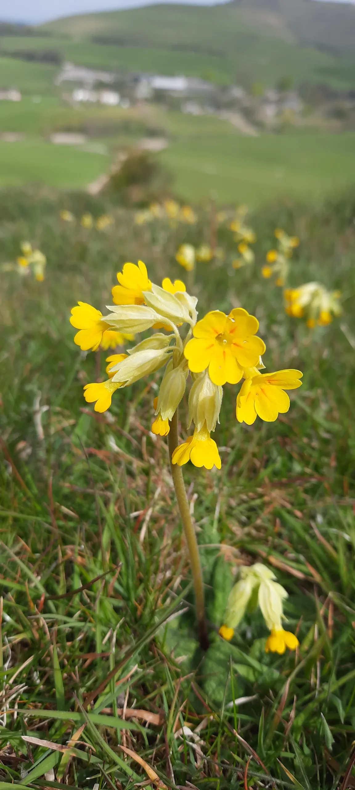 National Trust - Fontmell and Melbury Downs