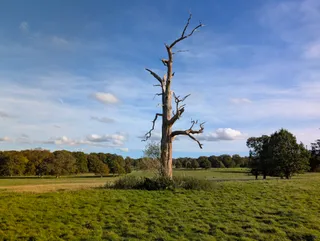 National Trust - Hatchlands Park
