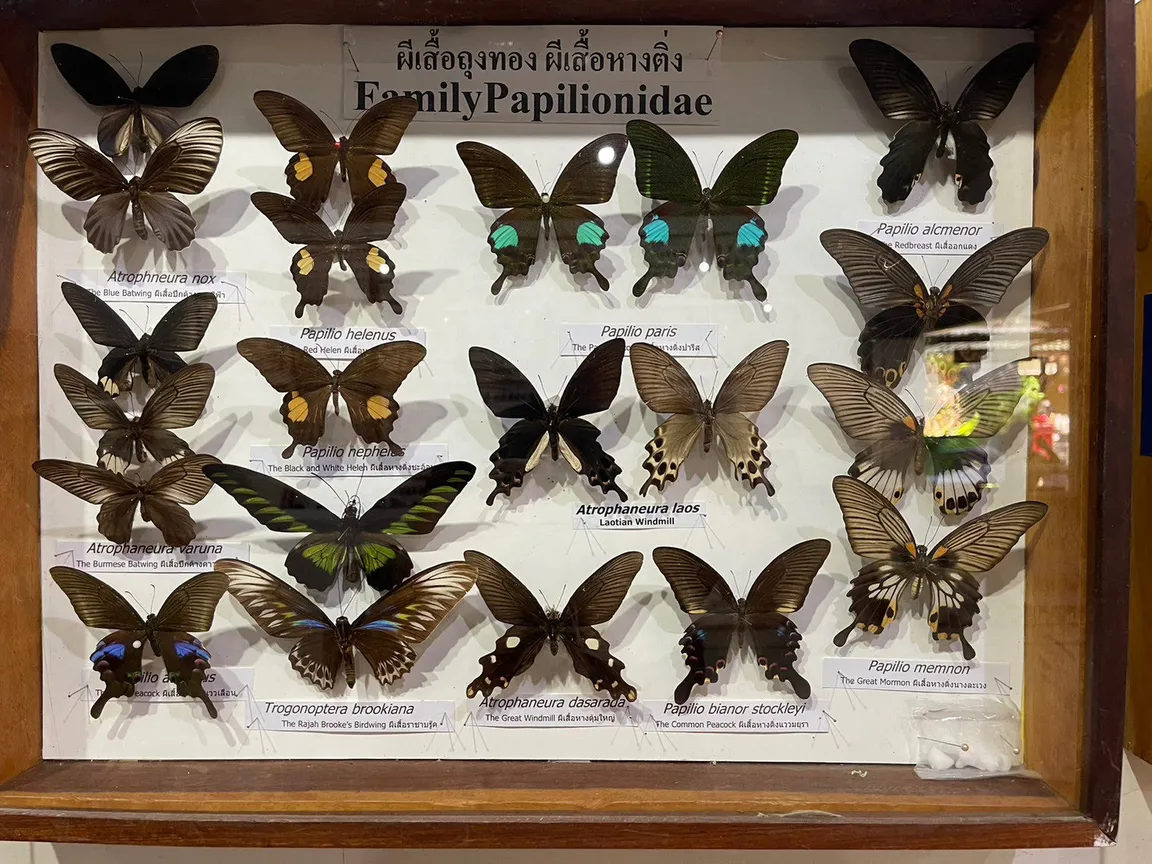 Siam Insect Zoo