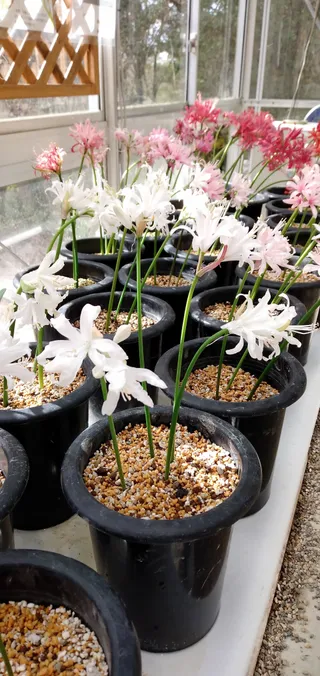 Rokko Alpine Botanical Garden
