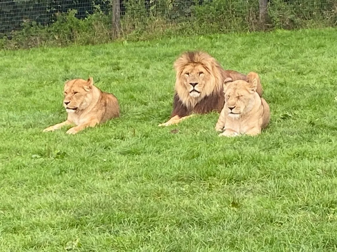 Longleat Safari Park