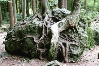 Druidenhain bei Wohlmannsgesees