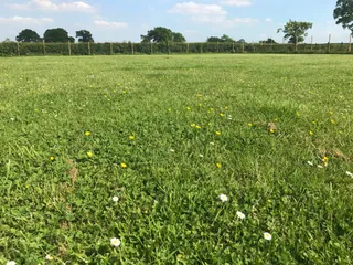 Wagtails Secure Dog Field