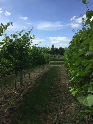 Agroturystyka Winnica Maria