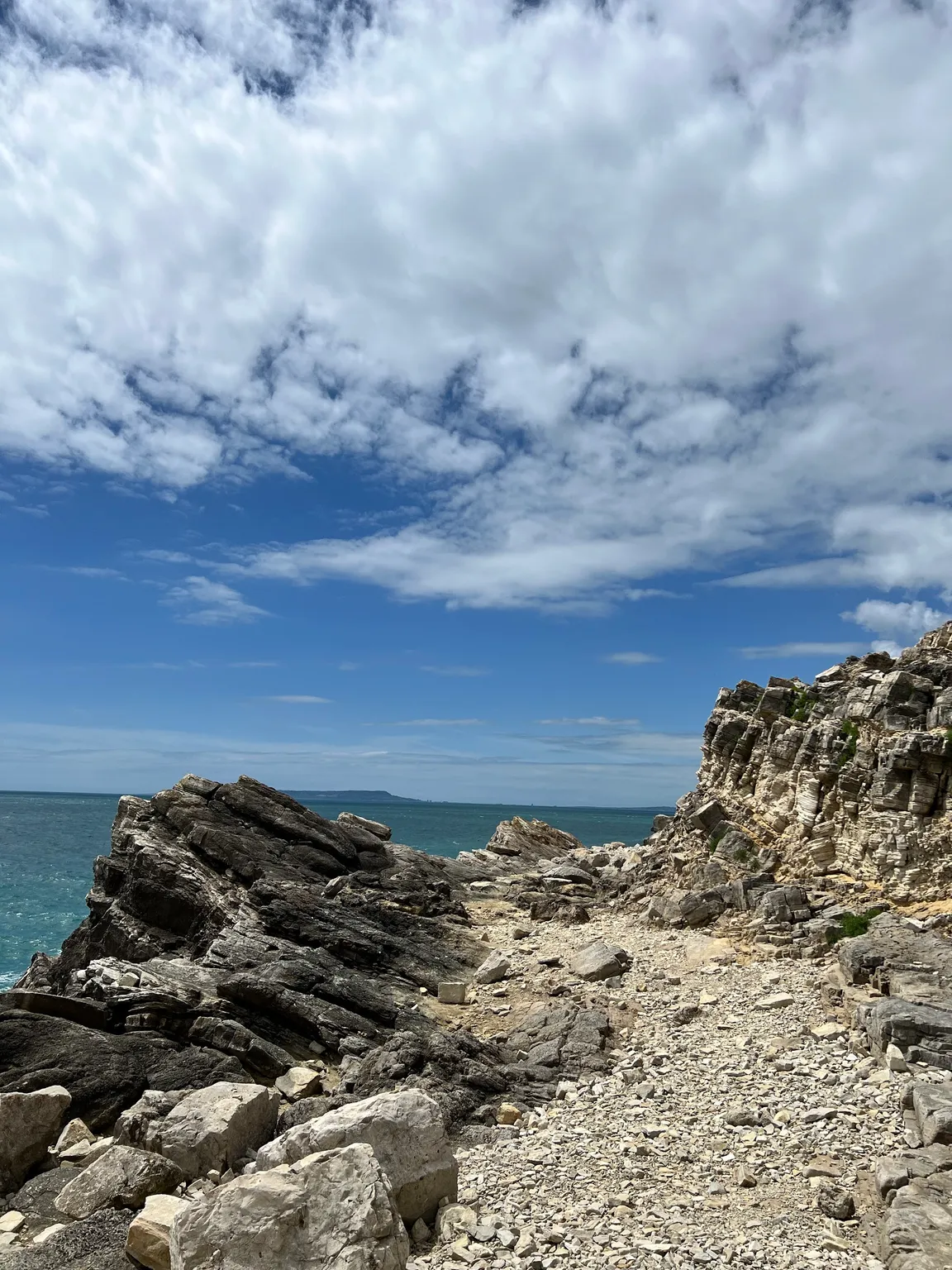 Fossil Forest, Dorset