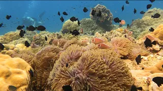 Thai Ocean Academy Koh Chang : Scuba Dive Koh Chang