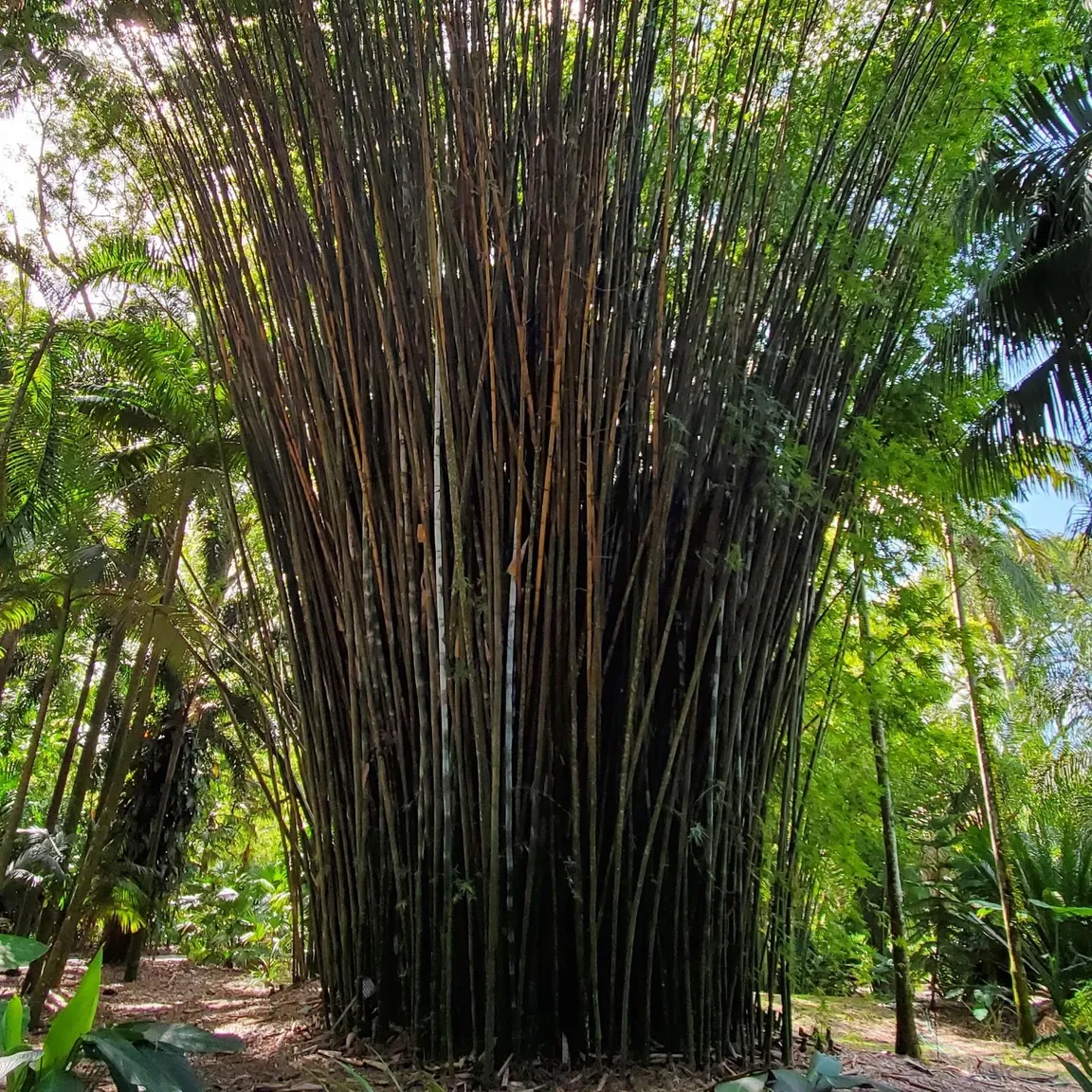 Harry P Leu Gardens