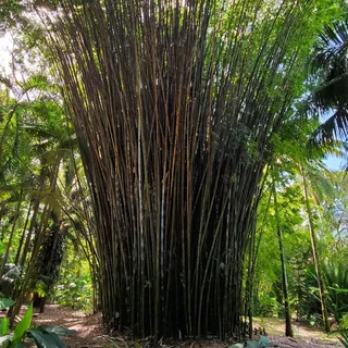 Harry P Leu Gardens