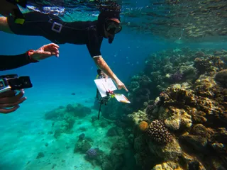 Turtle Watch Egypt 2.0