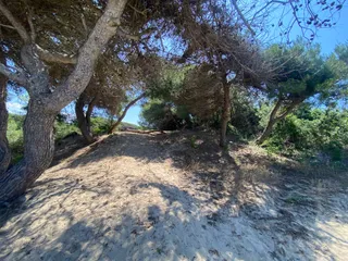Punta Prosciutto
