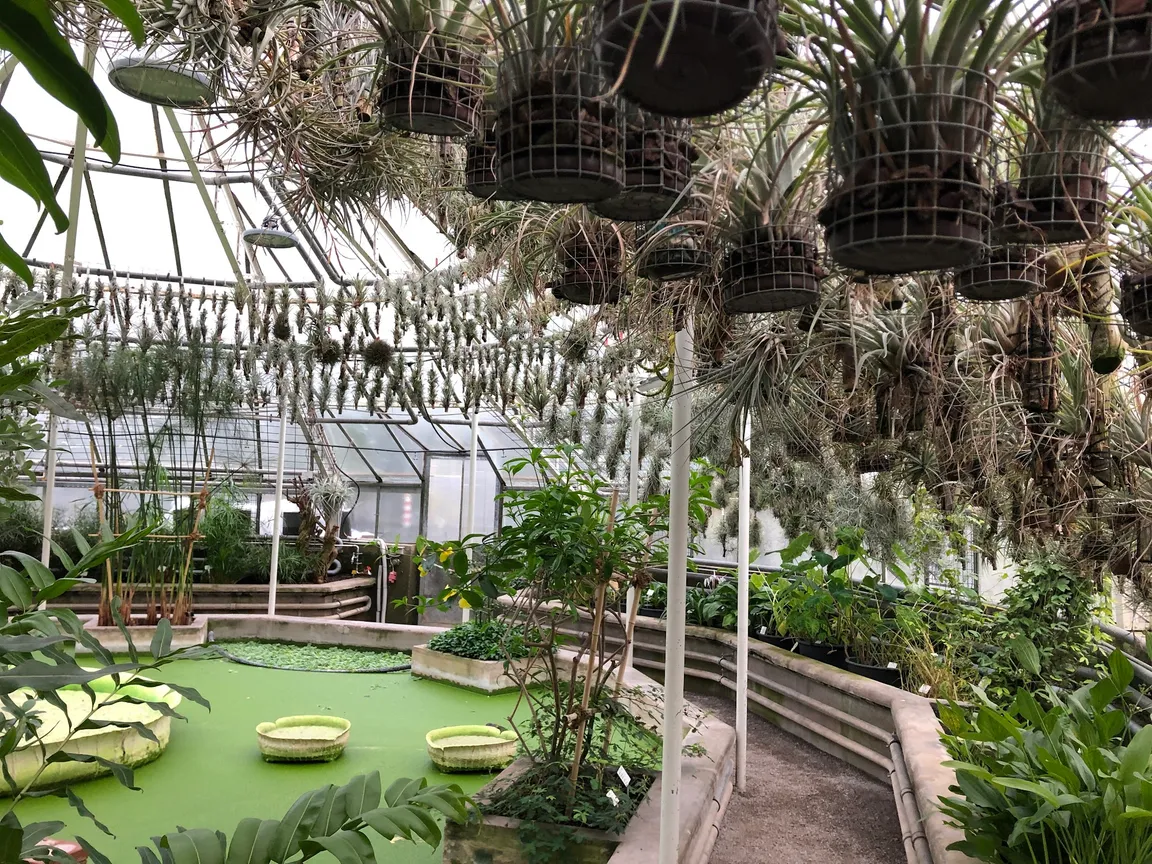 Ogród Botaniczny w Heidelbergu