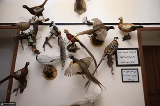 Vakil Abad Wildlife Museum